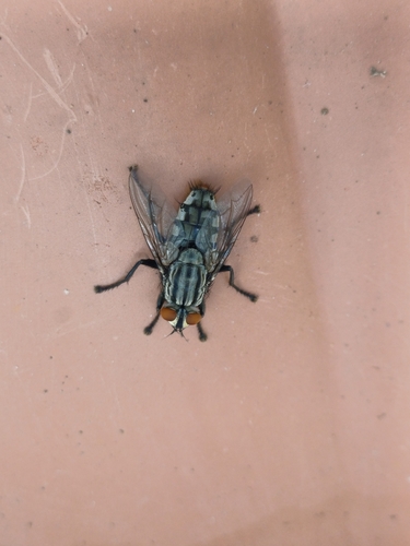 Common Flesh Flies