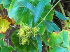 Justicia croceochlamys