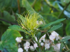 Justicia croceochlamys