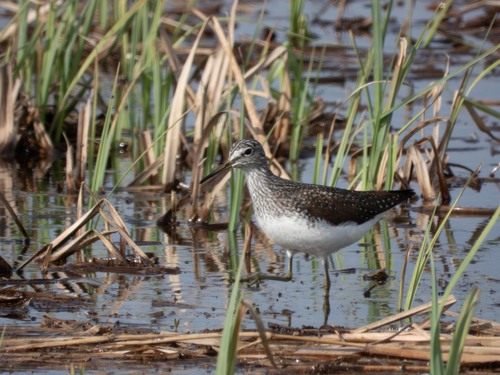 iNaturalist image
