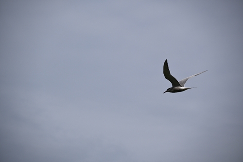 iNaturalist: (c) Joost, some rights reserved (CC BY-NC), uploaded by Joost iNaturalist image