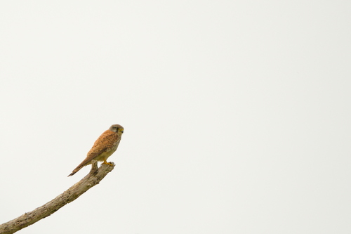Eurasian Kestrel
