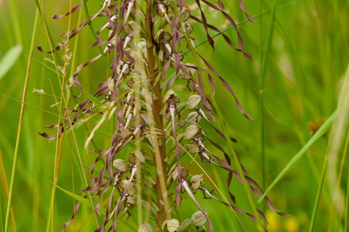 Lizard Orchid