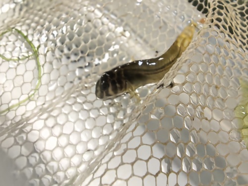 Asian Estuarine Blenny