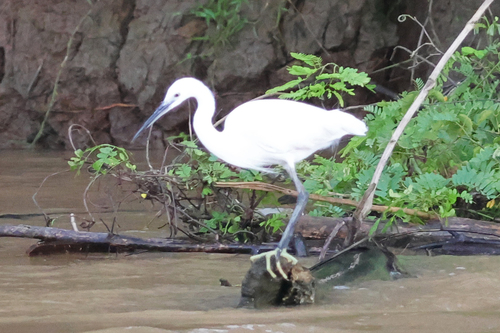 iNaturalist image