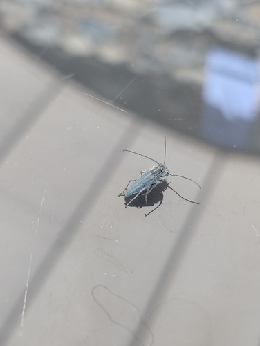Phytoecia caerulescens