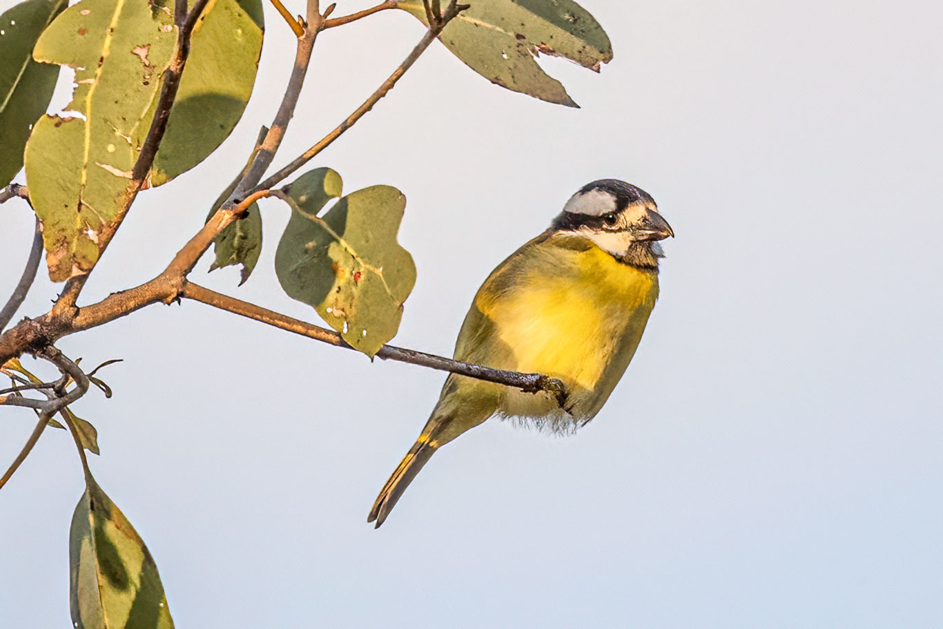 Northern Shriketit (Falcunculus whitei), photo 1