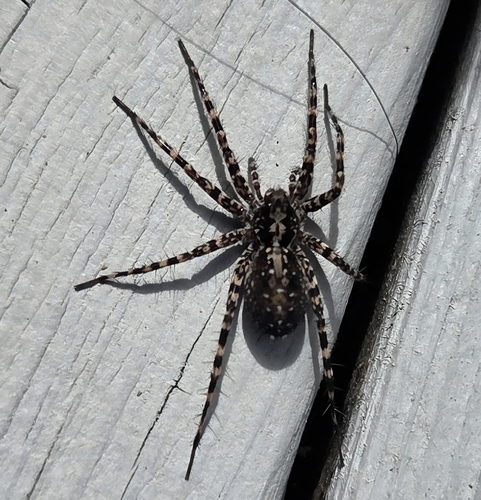 Acantholycosa lignaria