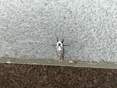Wood Leopard Moth