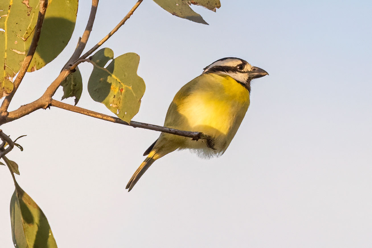 Northern Shriketit (Falcunculus whitei), photo 2