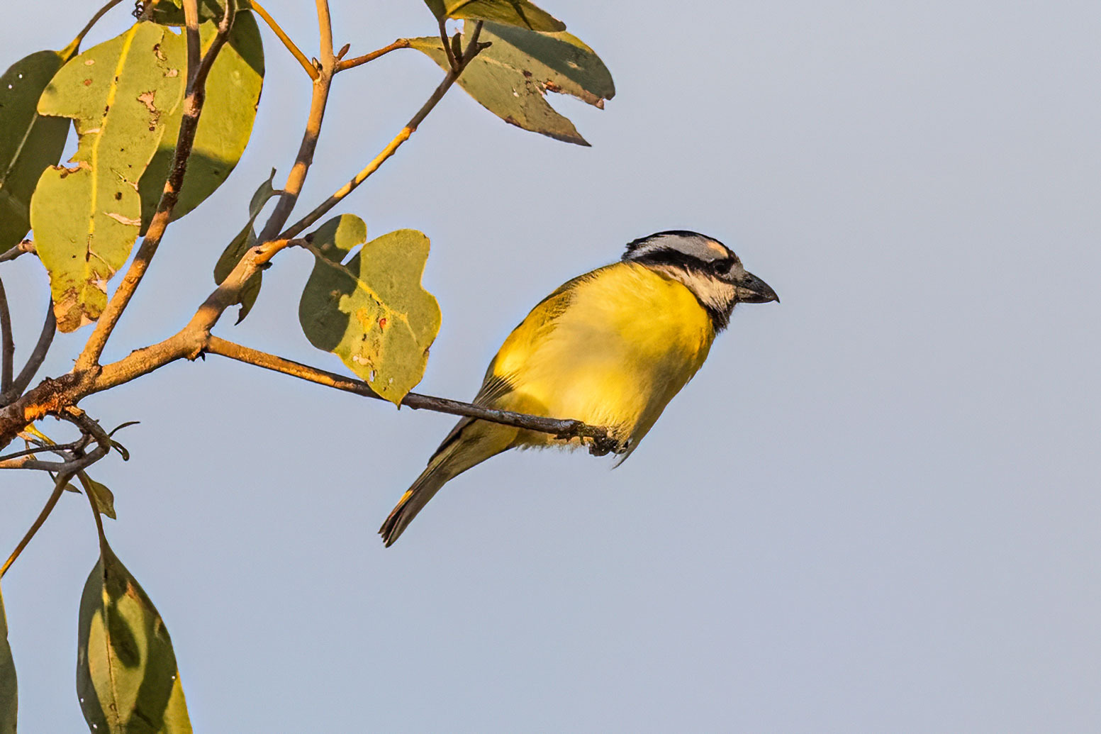 Northern Shriketit (Falcunculus whitei), photo 3