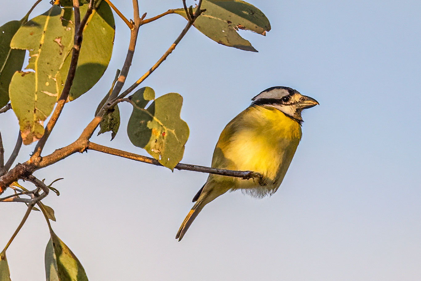Northern Shriketit (Falcunculus whitei), photo 4