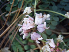 Astragalus cobrensis