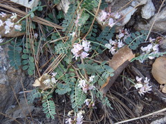 Astragalus cobrensis