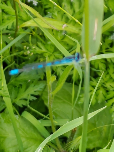 Dainty Damselfly