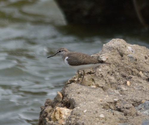iNaturalist image