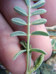Astragalus cobrensis