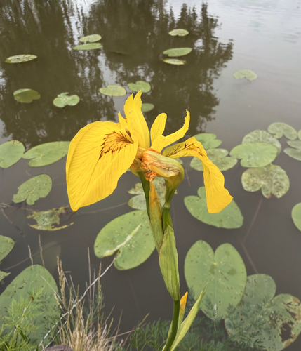 Yellow Iris