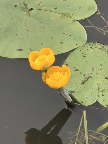 yellow water-lily