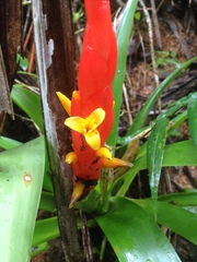 Guzmania berteroniana