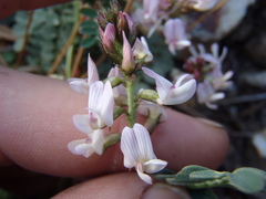 Astragalus cobrensis