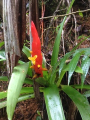Guzmania berteroniana
