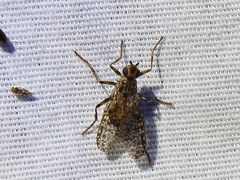 Boreothrinax maculipennis