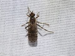 Boreothrinax maculipennis