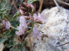 Astragalus cobrensis