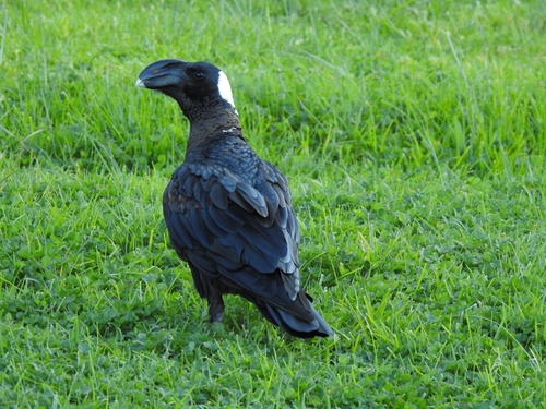 Thick-billed Raven