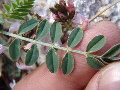 Astragalus cobrensis