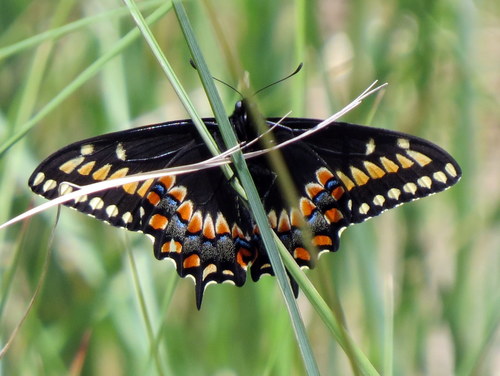 Short-tailed Swallowtail
