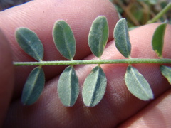 Astragalus cobrensis