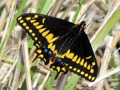 Papilio brevicauda