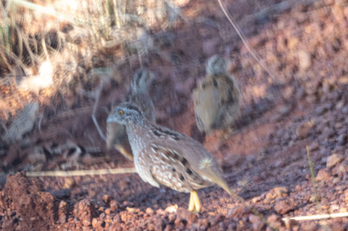 Chestnut-backed Buttonquail (Turnix castanotus)