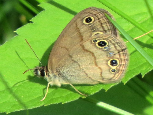 Little Wood Satyr, photo 8 of 10