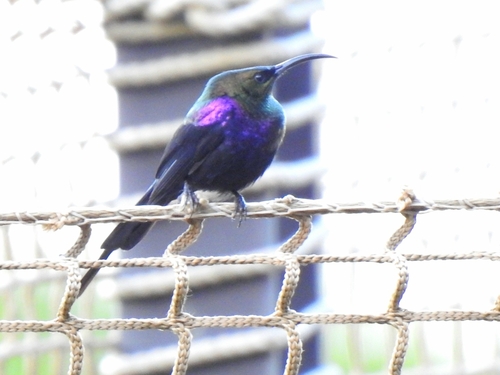 Tacazze Sunbird