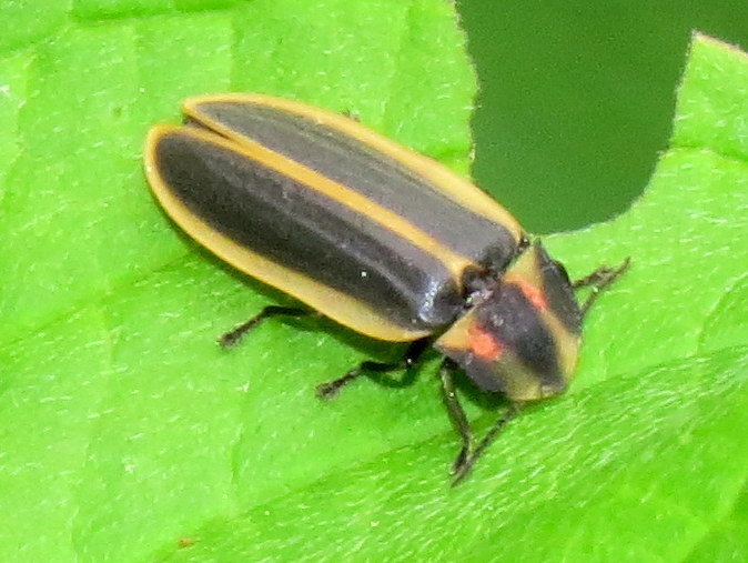 Say's Firefly