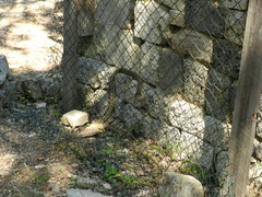 Elaphe quatuorlineata