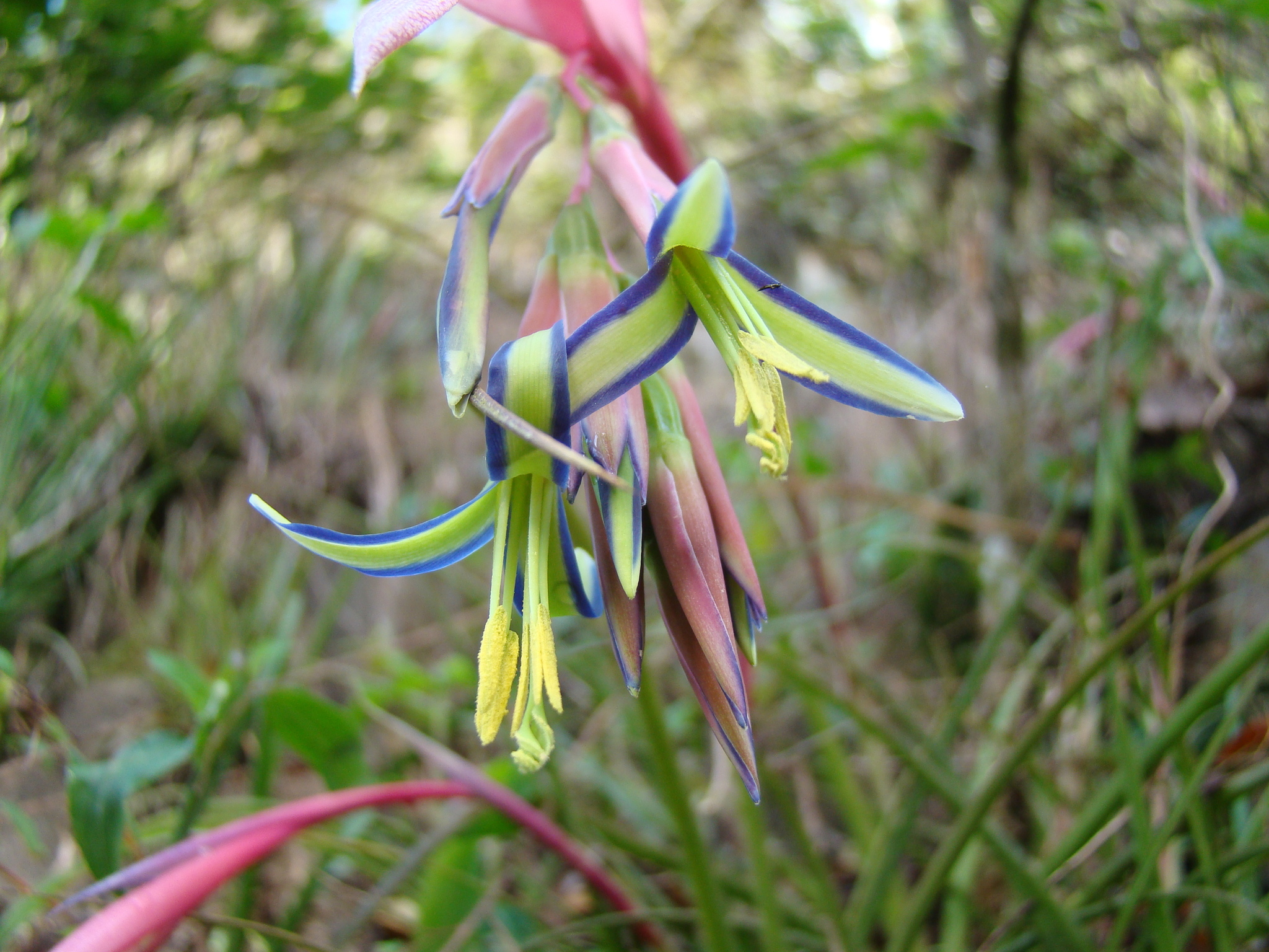 Billbergia nutans