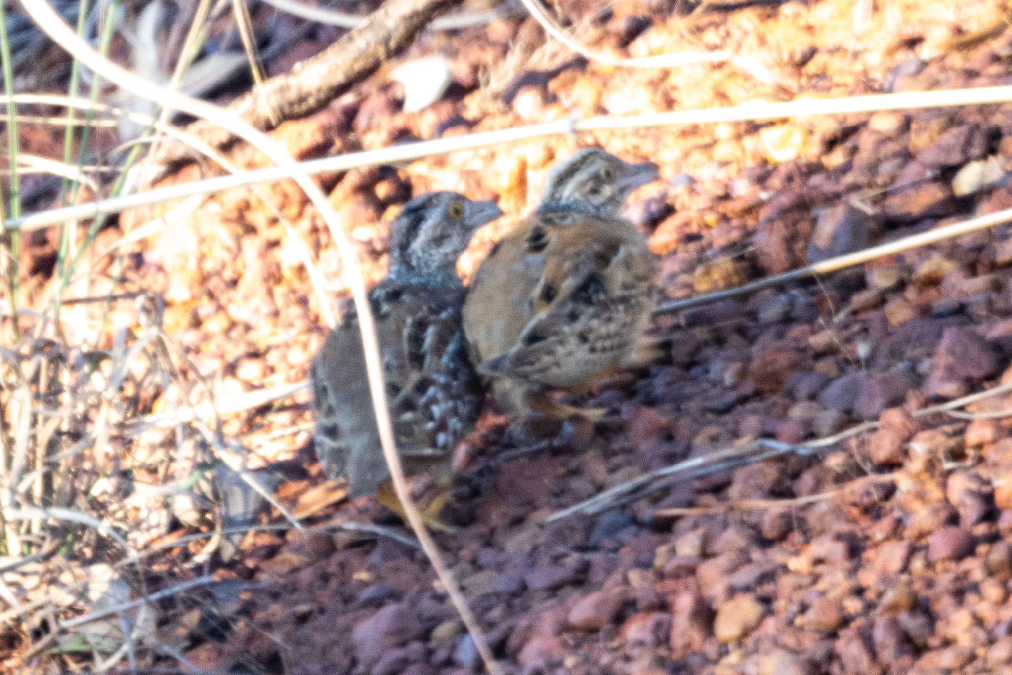 Chestnut-backed Buttonquail (Turnix castanotus), photo 2