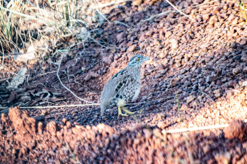 Chestnut-backed Buttonquail (Turnix castanotus), photo 3