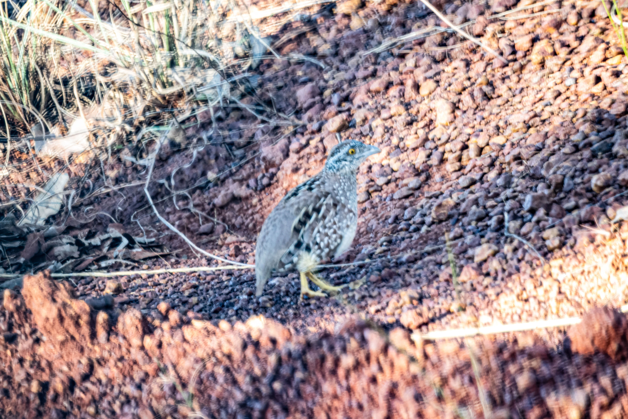 Chestnut-backed Buttonquail (Turnix castanotus), photo 7