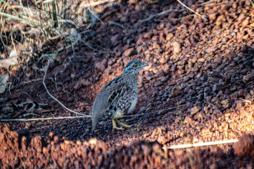 Chestnut-backed Buttonquail (Turnix castanotus), photo 4