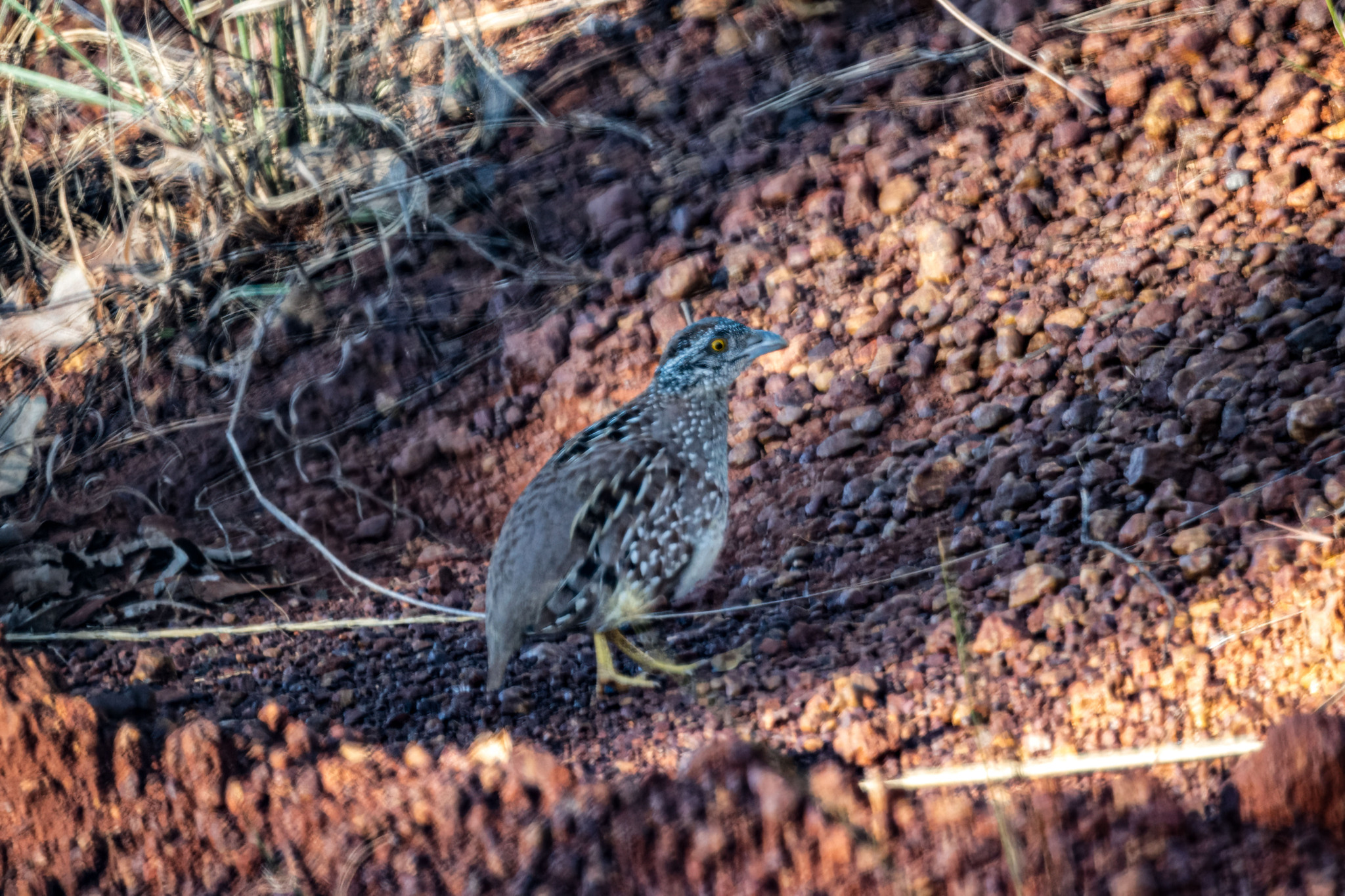 Chestnut-backed Buttonquail (Turnix castanotus), photo 8