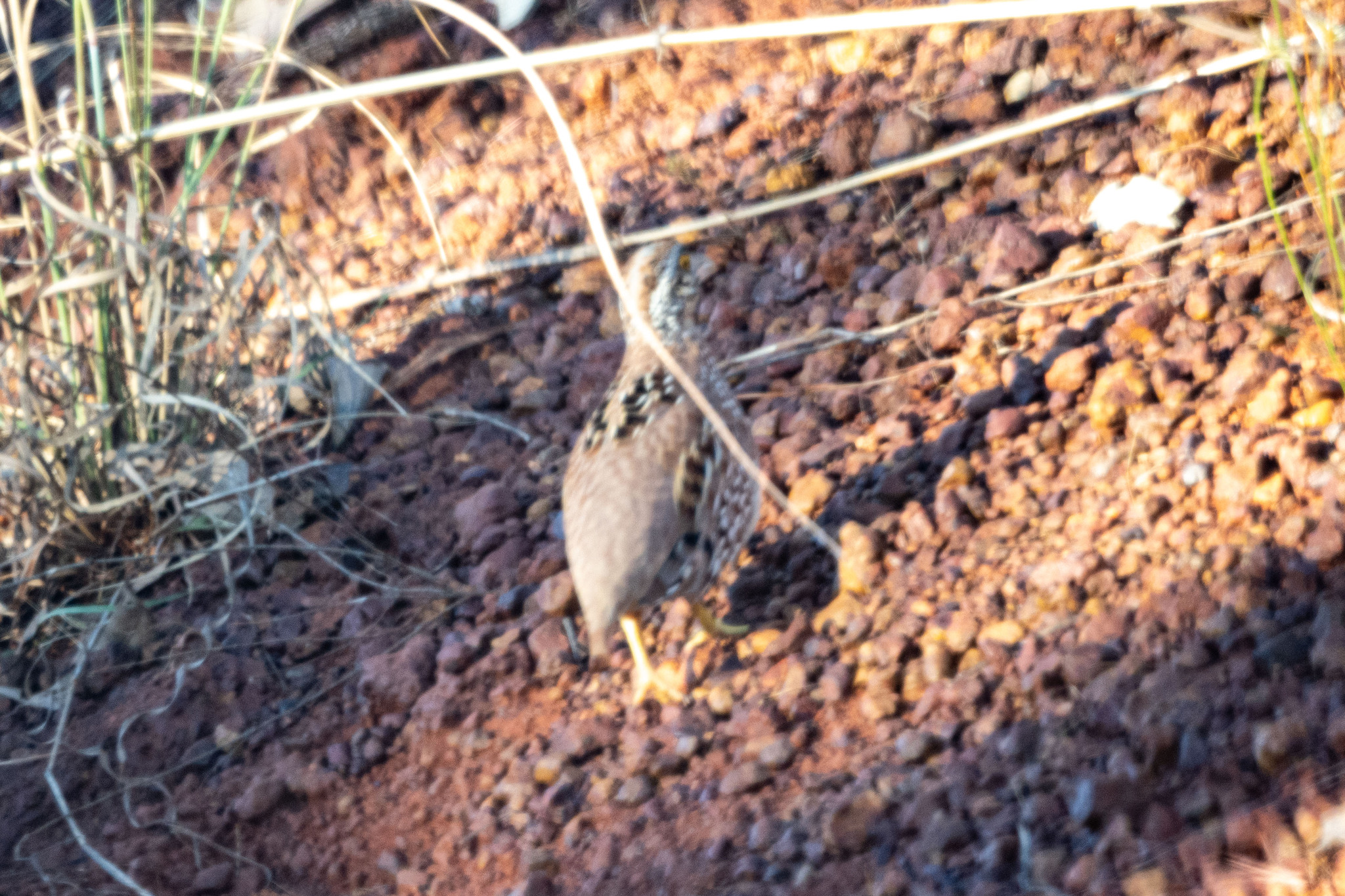 Chestnut-backed Buttonquail (Turnix castanotus), photo 9