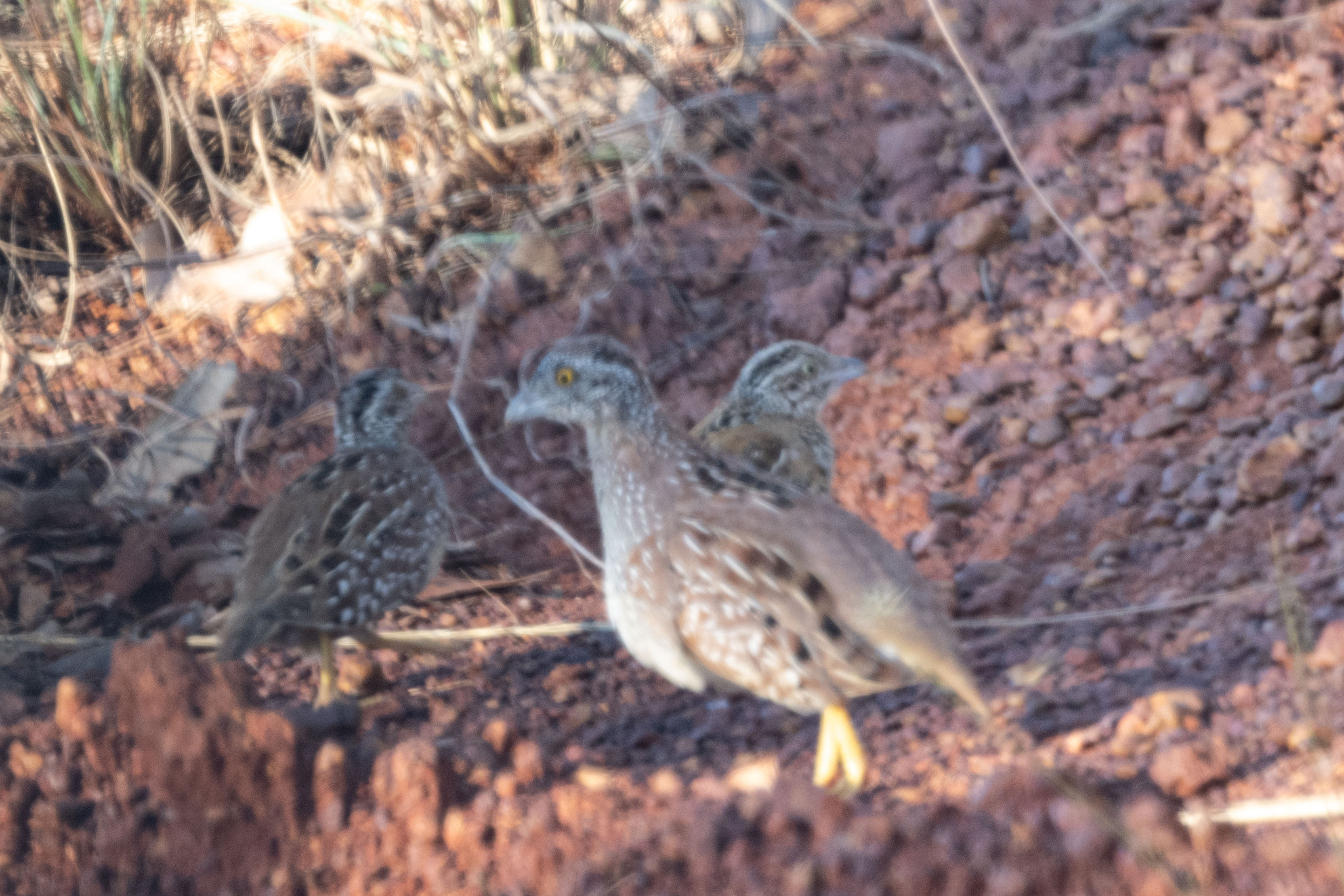 Chestnut-backed Buttonquail (Turnix castanotus), photo 10