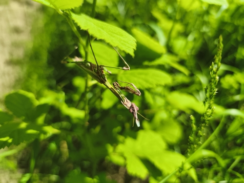 Fasciated Conehead Mantid