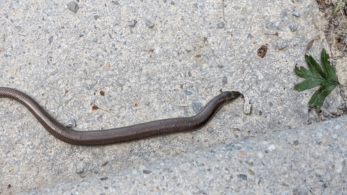 Common Slowworm