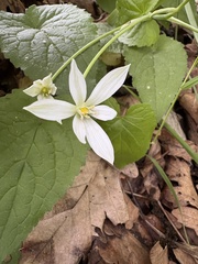 Ornithogalum woronowii